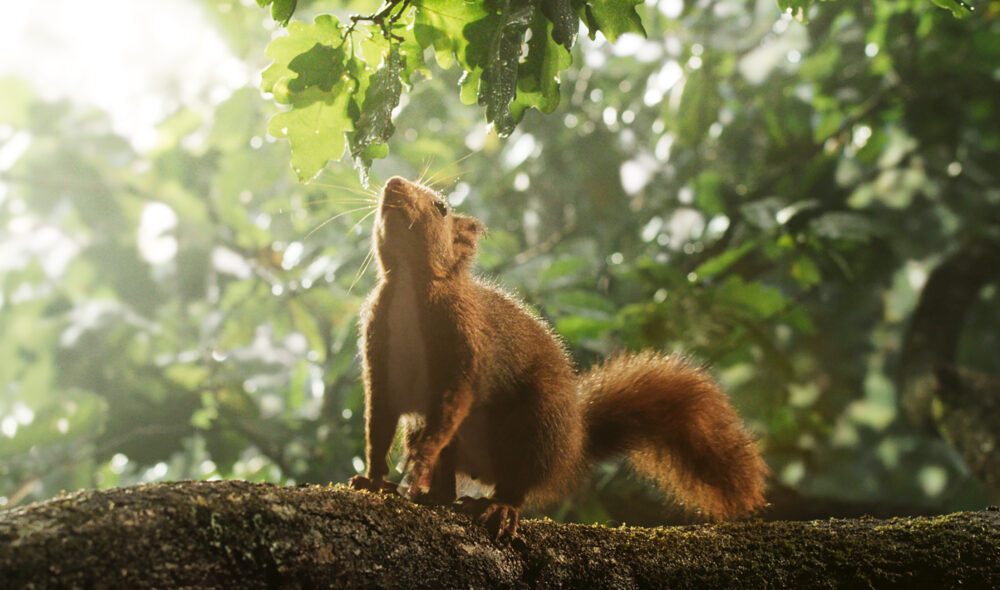 Ein Eichhörnchen sitzt auf einem Baum